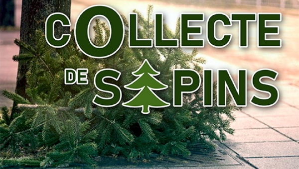 COLLECTE DES SAPINS