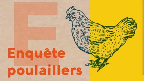 Enquête poulaillers