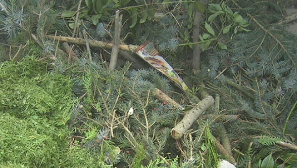 Idée reçue : les dépôts sauvages de déchets verts dans la nature